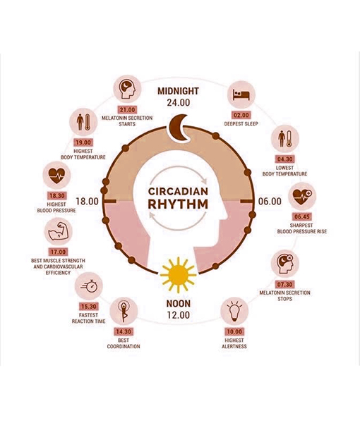 circadián ritmus
